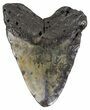 Partial, Megalodon Tooth - North Carolina #54751-1